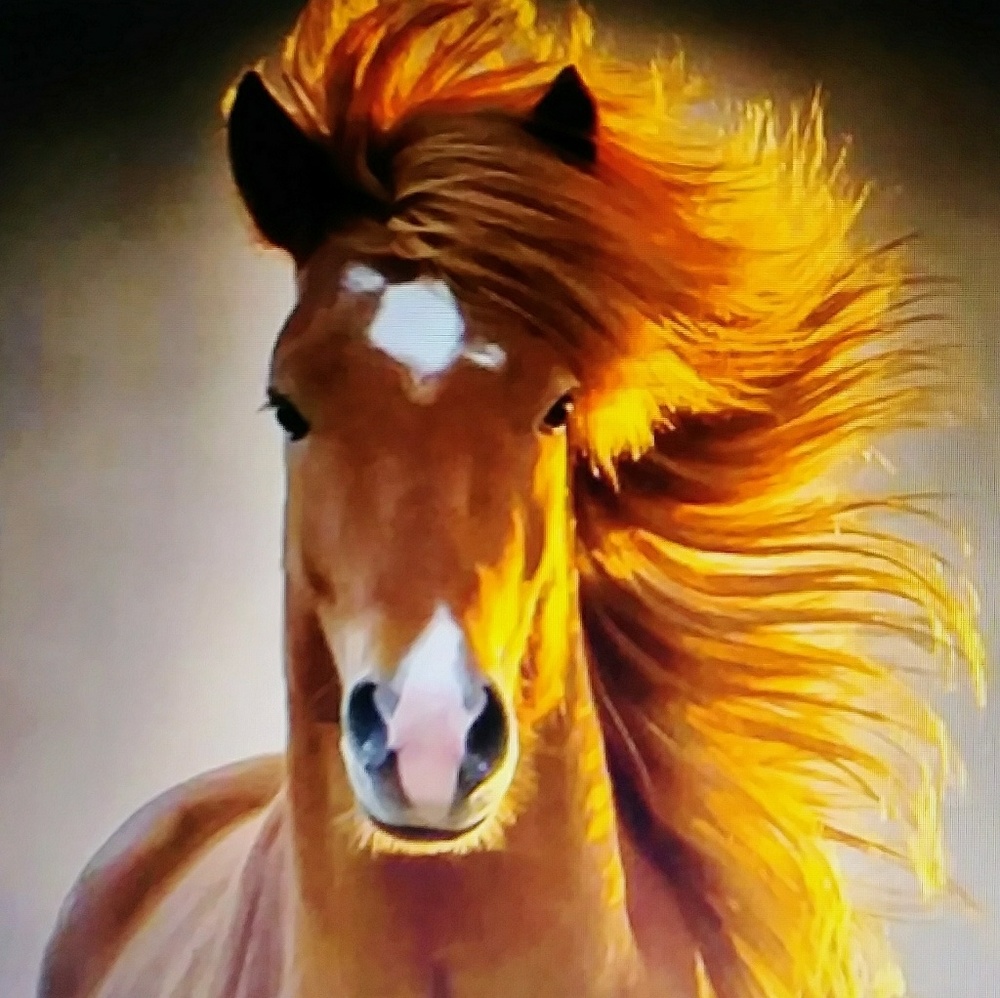 Thanks for the shares.  ♥️ fashunhorse